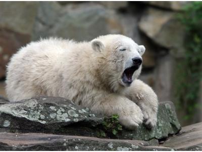 Knut